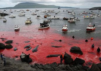 Laut di Eropa ini Tiap Setahun Sekali Bakal Penuh Darah, Penyebabnya Bikin Sedih