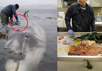 Penasaran dengan Bangkai Paus ini, Ilmuwan Pun Sedih Setelah Lihat Isi di Dalam Perutnya