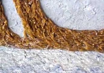 Terekam Video, Ribuan Mahluk Emas Merambat-rambat di Rumah dan Bikin Merinding