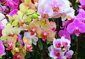 Begini Cara Merawat Bunga Anggrek yang Kamu Wajib Tahu!