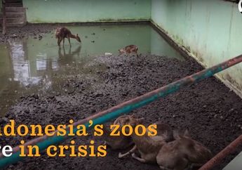 Sedih! Dunia Melihat Seperti Ini Kebun Binatang Indonesia, Gara-Gara Video Unggahan The Dodo
