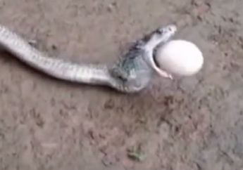 Ular Kobra Paksa Keluarkan Benda Bulat Putih Dari Dalam Mulutnya,  Lihat Video Berapa Banyak yang dikeluarkan