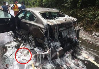 Mirip Film Horor, Foto Mobil Penuh Lendir Bikin Netizen Bingung, Ternyata ini Penyebabnya