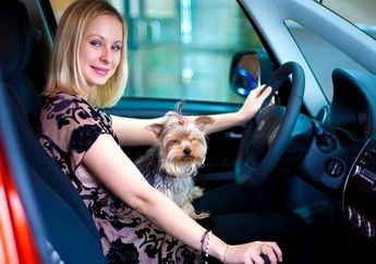 Ladies, Ini Dia Cara Mudah Bersihkan Kabin Mobil dari Bulu Kucing atau Anjing