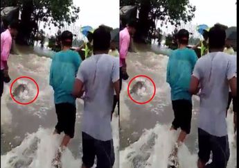 Muncul di Tengah Banjir, Ikan Raksasa Bikin Kaget Warga, Lihat Videonya