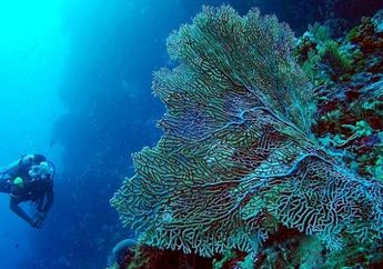 Wakatobi yang Memukau, dari Coral Bawah Laut hingga Kampung Terapung