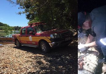 Penduduk Temukan Benda Aneh dalam Perut Buaya, Fakta di Baliknya Bikin Orang Pengen Muntah