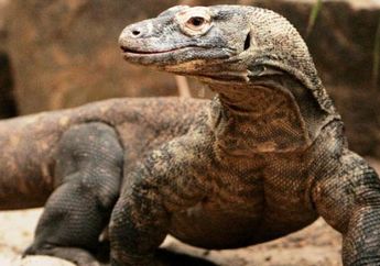 Ladies 2 Pembalap MotoGP Ini Pernah Ke Taman Nasional Komodo,  Selamat Ultah Ke-37 Taman Nasional Komodo 