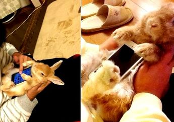 6 Alasan ini Pasti Bikin Kamu Pengin Pake Case, Ada yang Bentuk Boneka Kelinci Lho!