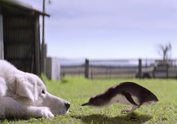Anjing Pahlawan Para Pinguin Meninggal di Usia 15. Berikut foto-foto kenangannya ketika bermain film Oddball