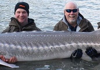 Ladies Harus Tahu, Ternyata Kaviar Berasal dari Ikan yang Mampu Hidup Selama 200 Tahun 