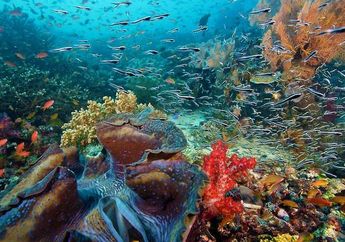 Wisata Laut Indonesia Ini Bakal Bikin Kamu Berenang Lebih Dekat Dengan Penyu dan Lumba-Lumba