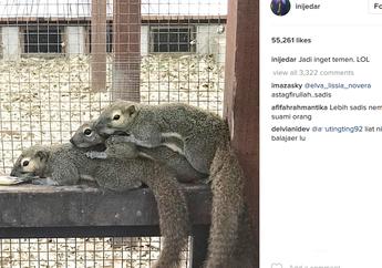 Foto Tupai Jessica Iskandar Terkait Olga dan Raffi Ahmad, Ini Penjelasannya yang Mengejutkan