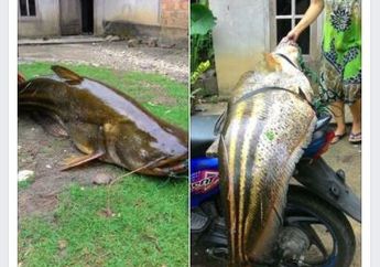 Heboh Seseorang Memancing Ikan Raksasa, Netizen : Hati-Hati Ikan Siluman