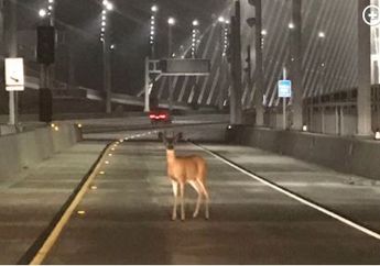 Rusa Ini Nekat Terobos Jalan Tol, Polisi Bilang Harusnya Hewan Ini Bayar Tol