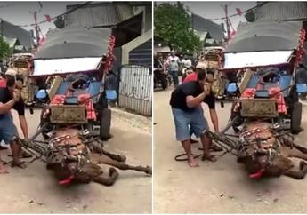 Sadisnya Kusir Delman di Depok Ini, Kudanya Kelelahan Malah Dicambuki Terus