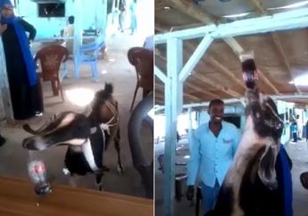 Jelang Idul Adha, Simak Video Anehnya Kambing Penyuka Coca Cola Ini