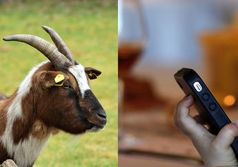 Bukannya Disembelih, Kambing Ini Malah Dijadikan Obyek Fantasi Liar Anak-Anak di Karawang, Gak Takut Kena Penyakit Tuh?