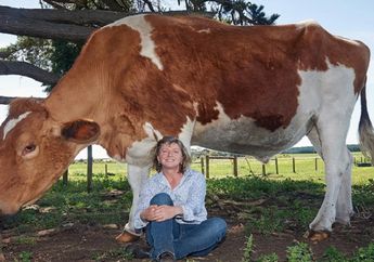 Wahhh..... Gimana Kalau Kurban Idul Adha Segedhe Sapi Raksasa Ini ya? 