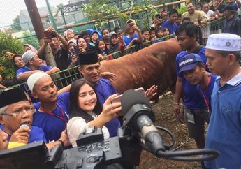 Saking Gedenya, Sapi Kurban Prilly Latuconsina Bikin Pontang Panting Panitia Kurban, Lihat Videonya!