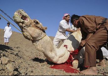 Di Arab Hewan Kurban yang Disembelih Adalah Unta, Gimana Ya Cara Menyembelihnya, Lihat Videonya