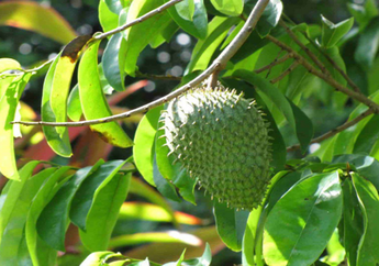 Tidak Hanya Buahnya, Daun Sirsak Ternyata Punya Banyak Khasiat loh! Bisa Hilangkan Jerawat juga