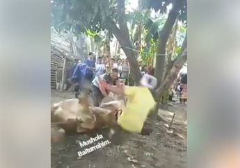Seorang Jagal, Dihajar Sapi Ketika Menyembelih Hewan Kurban, Lihat Videonya