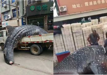 Dapat Tangkapan Besar, Nelayan Ini Mengarak Ikan Raksasa Keliling Kota