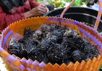 Bulu Babi Jadi Hidangan Lezat di Wakatobi, Berani Coba?