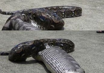 Ular Piton Ini Menelan Seuatu, Setelah Dikeluarkan Paksa Ternyata Mengejutkan!