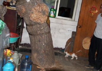 Pria Ini Memiliki Pohon Unik Yang Tumbuh Di Dalam Rumahnya Ternyata Pohon Ini.....