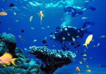 Taman Nasional Wakatobi, Dengan 750 Spesies Koral