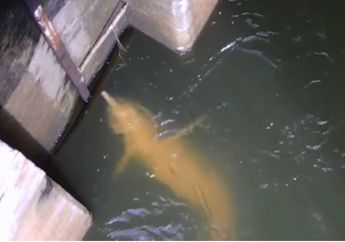 Penampakan Ikan Aneh Mirip Lumba-lumba di Bendungan Sungai Tertangkap Kamera, Lihat Videonya