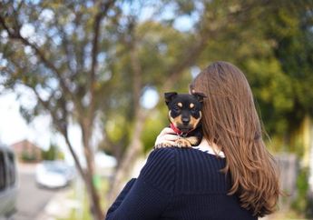 Hanya Melakukan Hal Ini, Sebuah Penampungan Hewan Berikan Gaji Rp 5 Juta Per Hari
