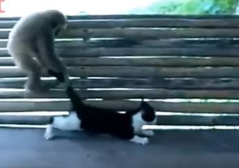 Bikin Ngakak, Aksi Monyet Ini Melakukan "Smackdown" Terhadap Seekor Kucing, Lihat Videonya