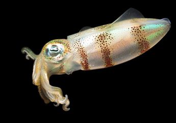 Tinta Cumi Jadi Rahasia Untuk Senyum yang Lebih Baik, Jangan Dibuang Dulu ya