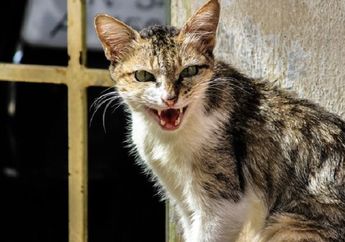 Waduh, Gara-gara Dicakar Kucing, Alat Kelamin Pria Ini Tak Bisa Ereksi