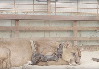 20 Tahun Terikat Rantai, Singa Ini Akhirnya Kembali ke Alam Liar! Lihat Detik-detik Pelepasannya