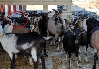 Sempat Buat Geger Warga, Lihat Wajah Kambing Unik Ini! 