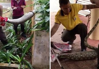 Ditarik dari Semak-semak, Ular Ini Punya Perut Besar, Ternyata Habis Makan Ini