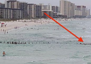 Bukan Hiu, Alasan Orang-orang Ini Ketakutan Jauh Lebih Buruk