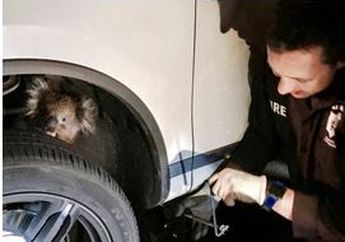 Bergelantung di Roda Mobil Sejauh 16 Kilometer, Seekor Koala Kehilangan Ini Dalam Hidupnya, Sedih!