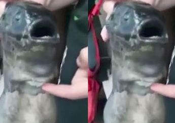 Heboh! Nelayan Ini Temukan Ikan Mutan yang Punya 2 Mulut, Simak Videonya