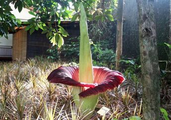 Wow, Ditemukan Bunga Bangkai Tertinggi di Dunia Ternyata Tingginya Segini 