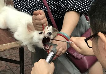 Jahat, Anjing-anjing Ini Kehilangan Pita Suara Karena Dokter Hewan Gadungan! Yah, Nggak Bisa Menggonggong dong?