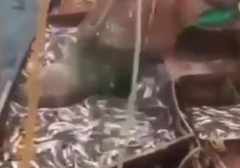 VIDEO : Mengejutkan! Berniat Menjaring Ikan, Nelayan Ini Malah Mendapatkan Sesuatu