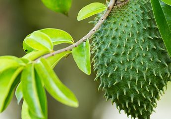 Sirsak, Buah yang Kaya Manfaat, Dari Insomnia Sampai Kanker Bisa Disembuhkan loh