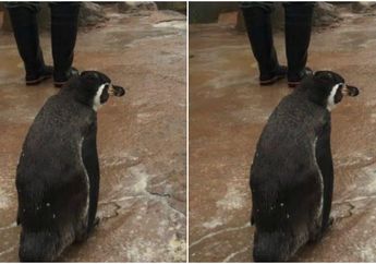Lucu Banget! Pinguin Ini Patah Hati Setelah Penjaga Kebun Binatang Mengambil Kekasihnya 