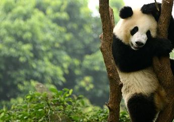 Cuma Gara-gara Sepasang Panda, Garuda Indonesia Sampai Ubah Rute Penerbangan