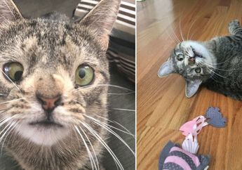 Lihat Kucing Ini, Temukan Apa Yang Berbeda Dari Kucing Lain!